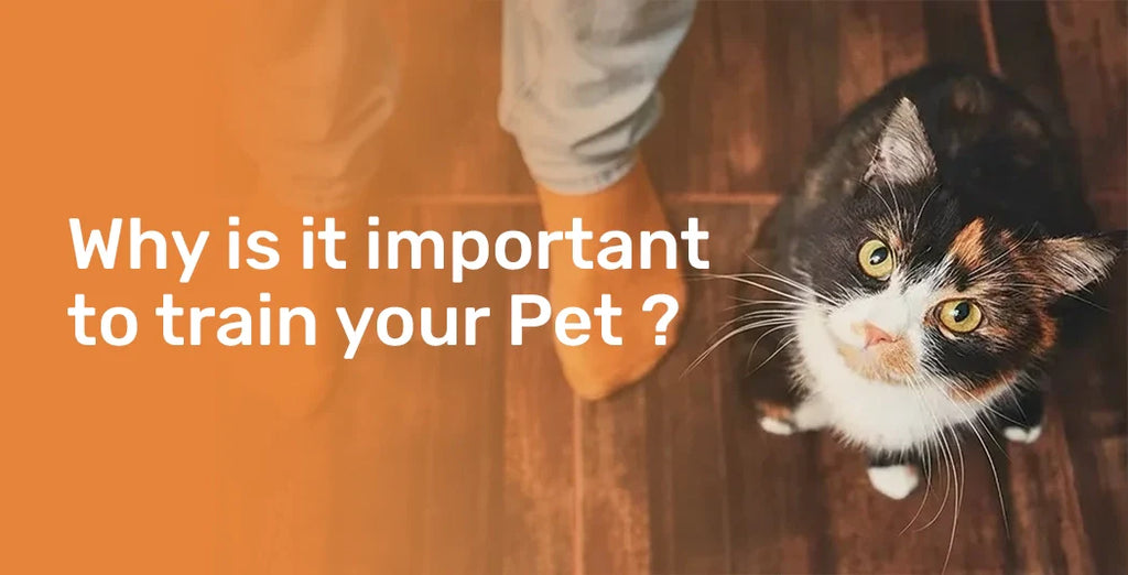 Why It is Important to Train Your Pet