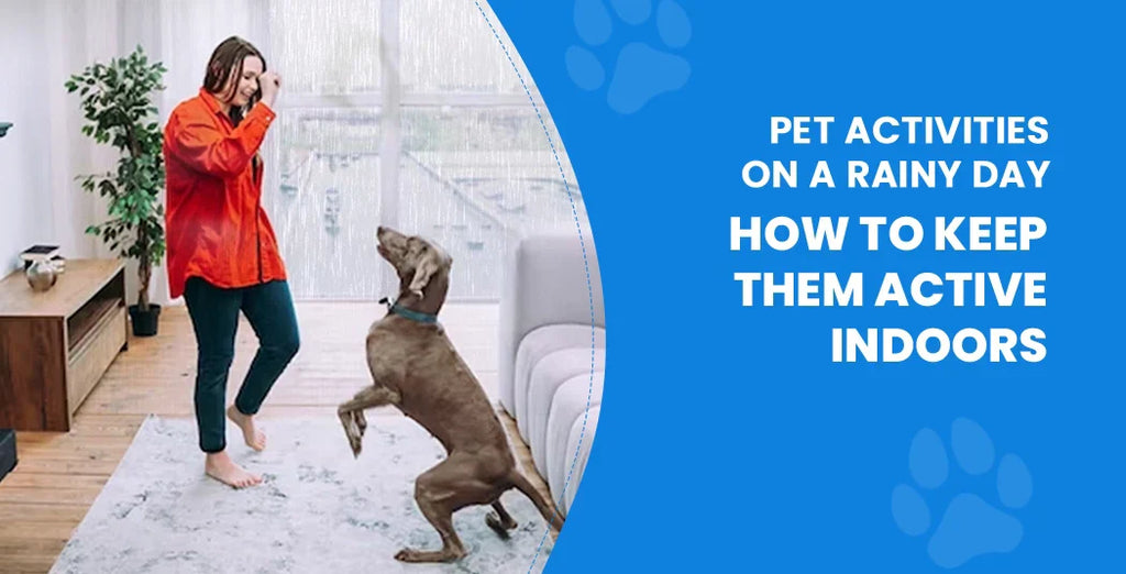 Pet Activities On a Rainy Day – How to Keep Them Active Indoors