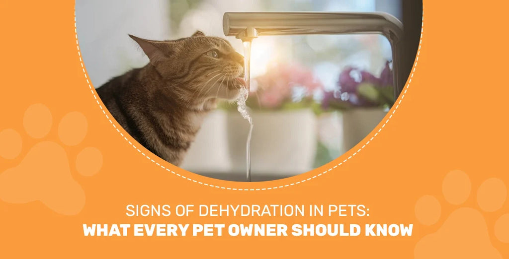 Signs of Dehydration in Pets: What Every Pet Owner Should Know