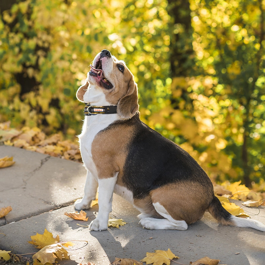 dog collar yellow