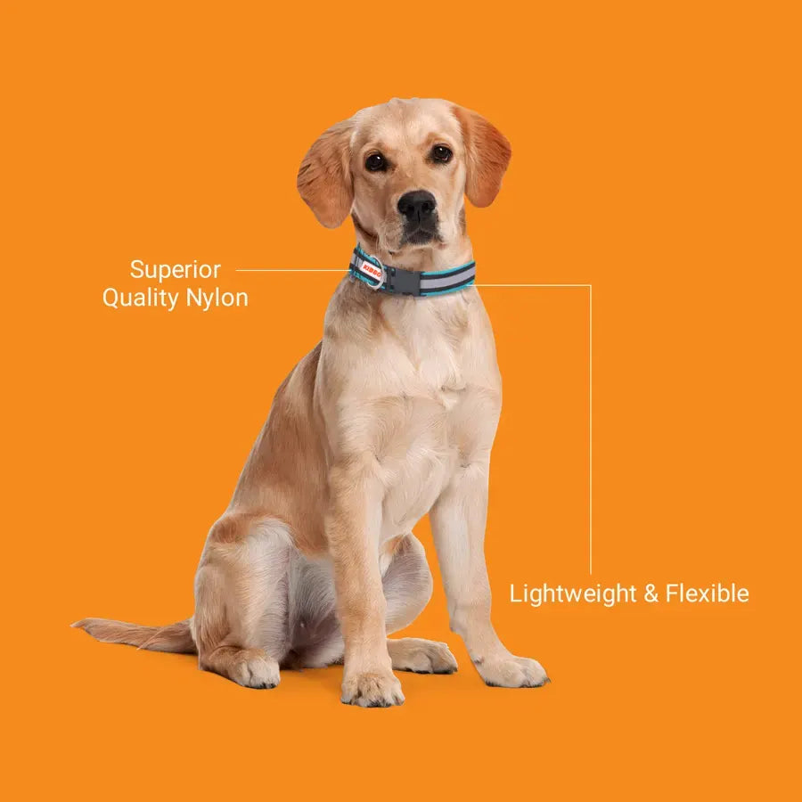 Reflective Nylon Pet Collar with D-Ring multi colour