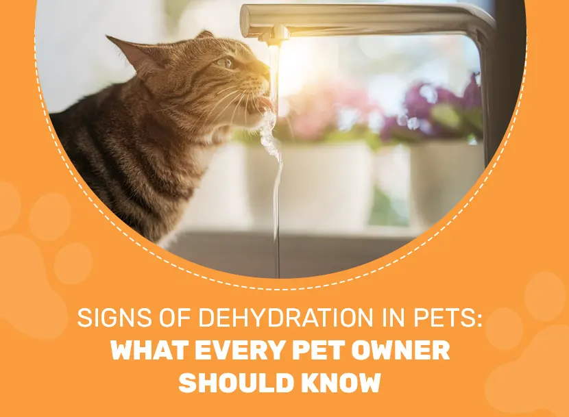 Signs of Dehydration in Pets: What Every Pet Owner Should Know - Kibbo ...