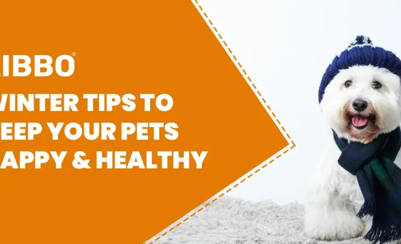 Winter tips to keep your pets Happy