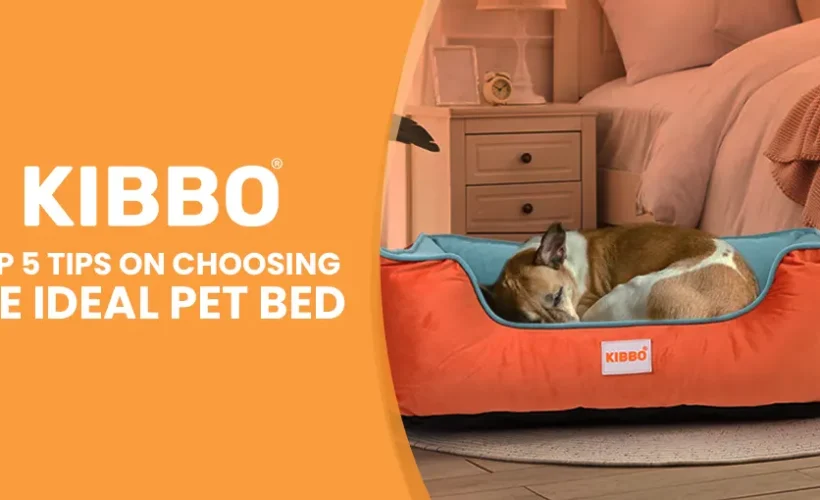 Top 5 Tips on Choosing the Ideal Pet Bed