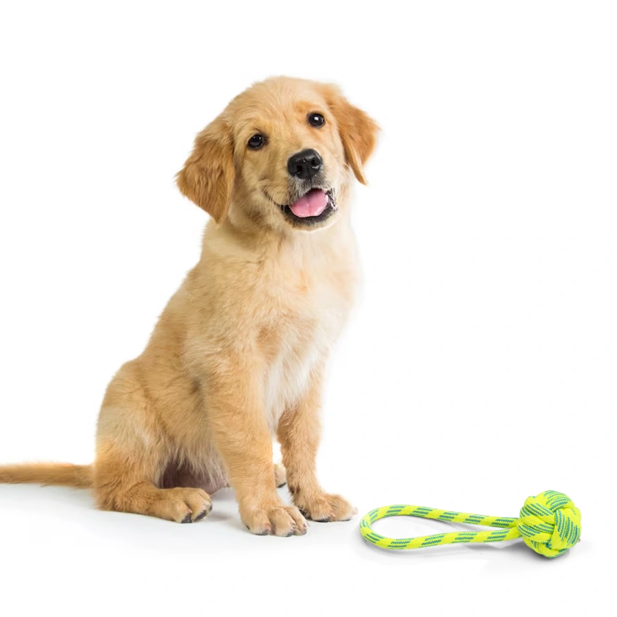 happy dog and rope toys