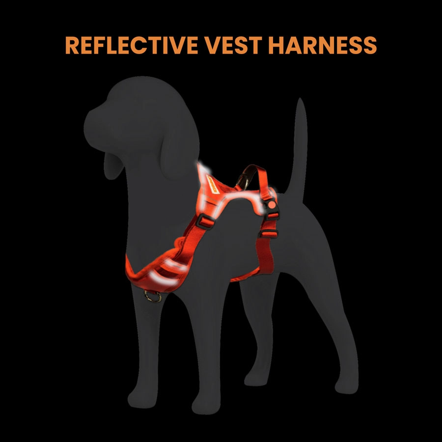 harness with dog