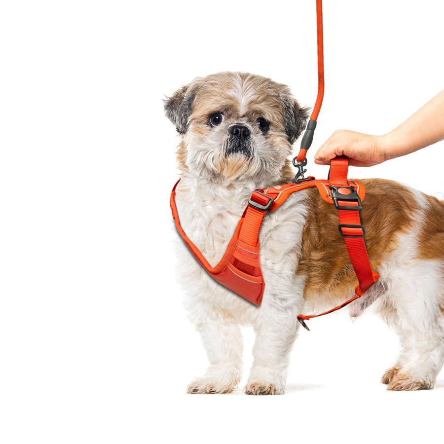 dog with harness red color