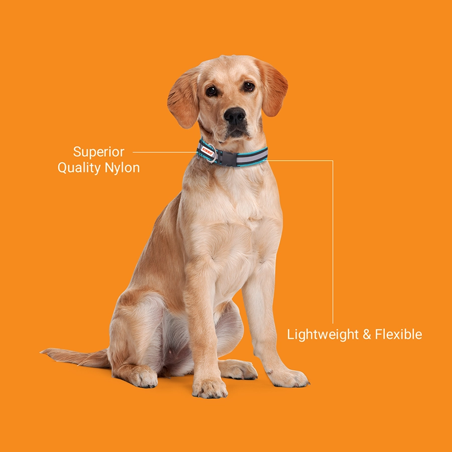 5-1 kibbo dog collar